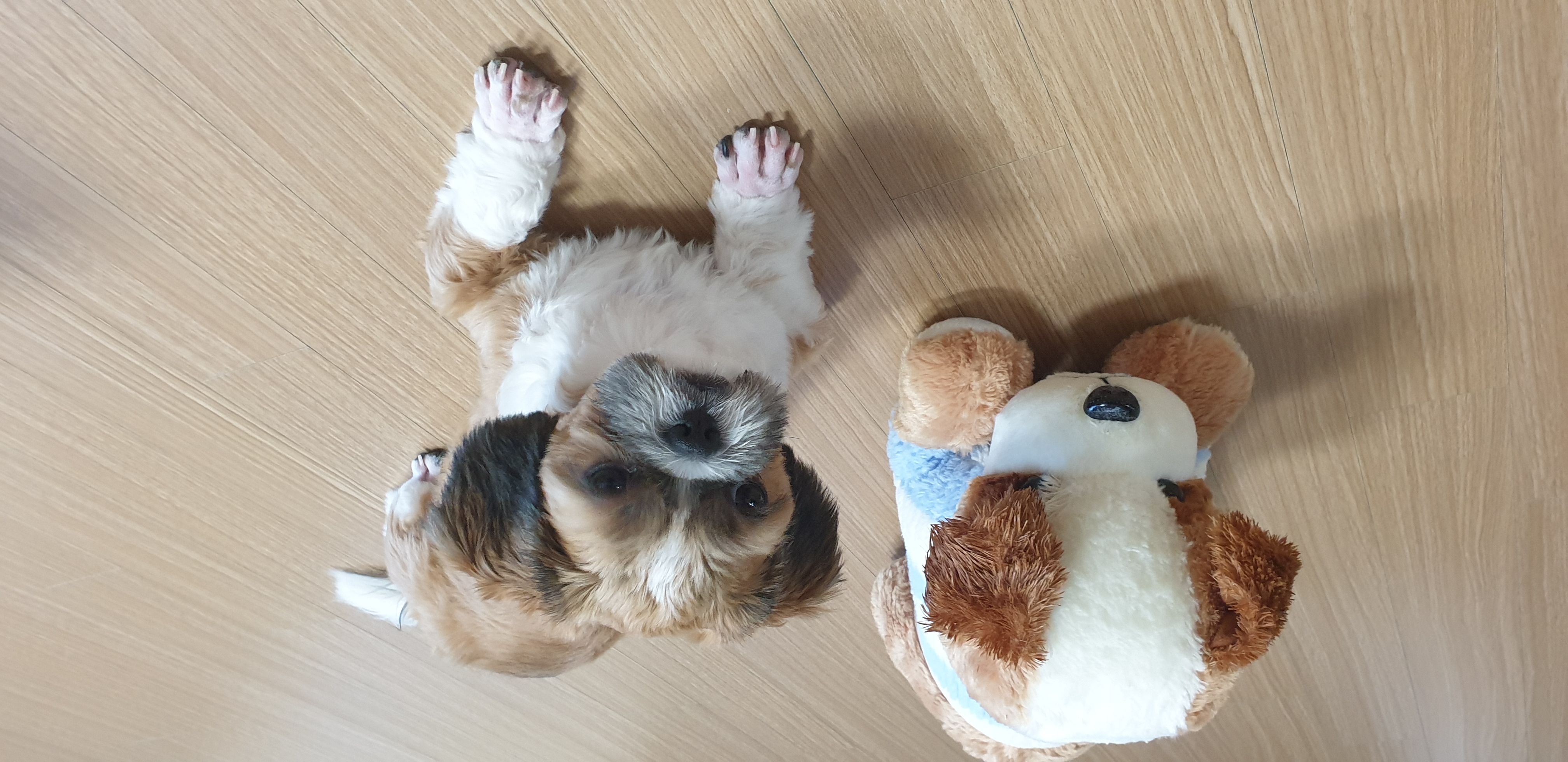 살롱 드 따따