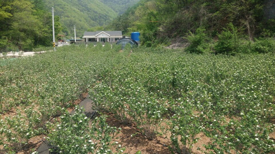 아로니아화진농장 이미지