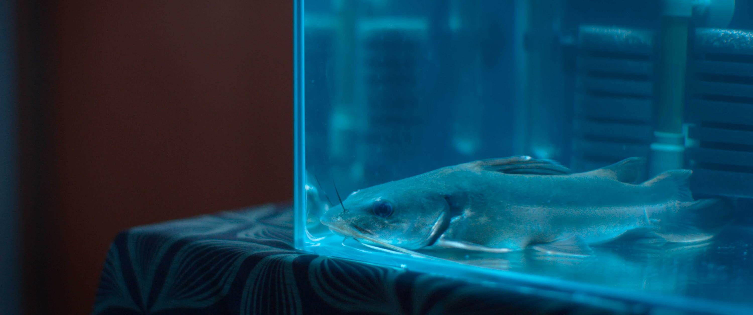 d0d4fb522a4e44d7a4fea074320c3de31569233760898