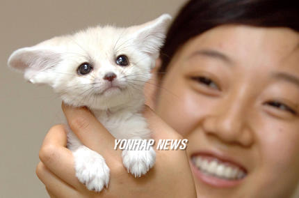 여우 이미지
