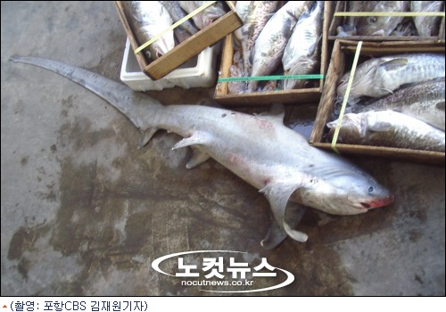 상어식당 이미지