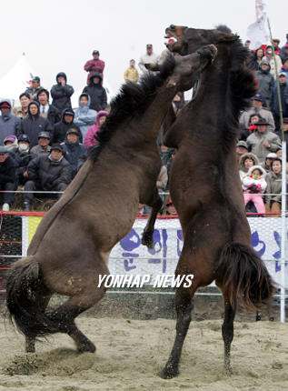 조랑말 이미지