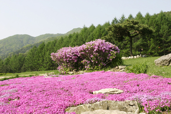 비밀의화원 이미지