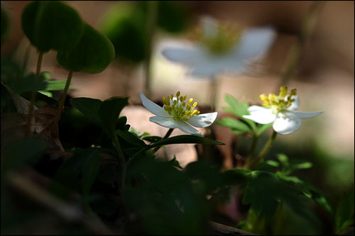 바람의꽃 이미지