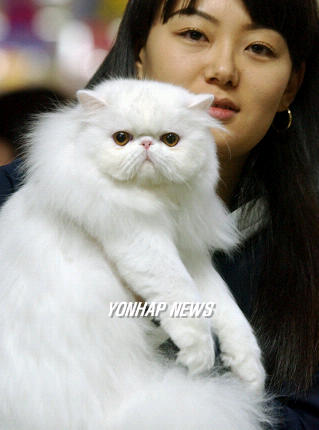 페르시안 이미지
