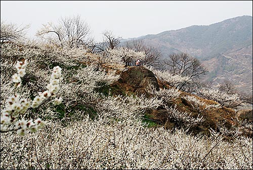 매화나무두그루 이미지