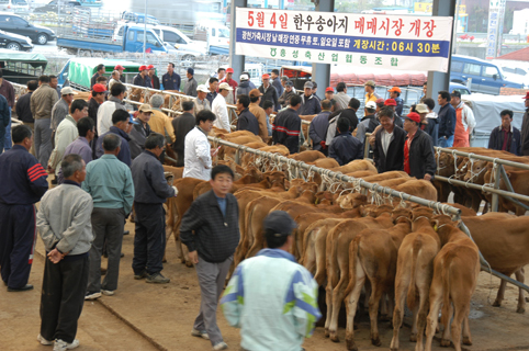 광천축산 이미지