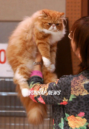 페르시안 이미지