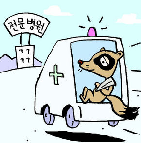 너구리 이미지