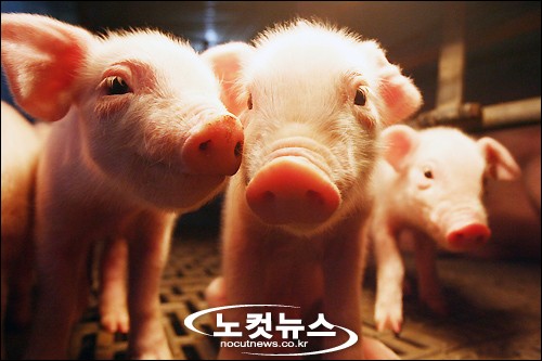 만복 이미지