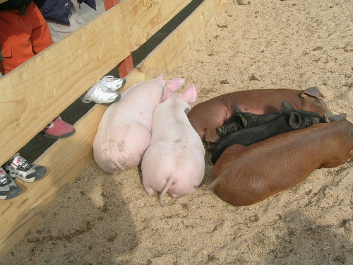 복돼지 이미지