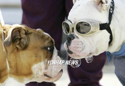 불독(bulldog) 이미지