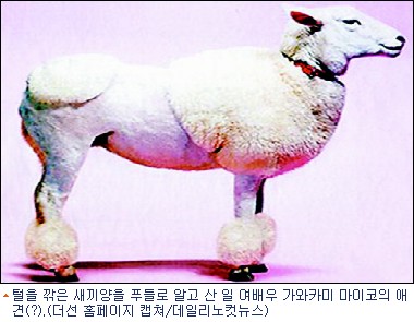 양이네 이미지