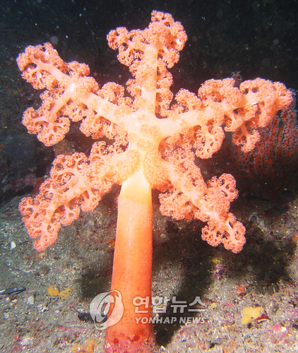 산호 이미지