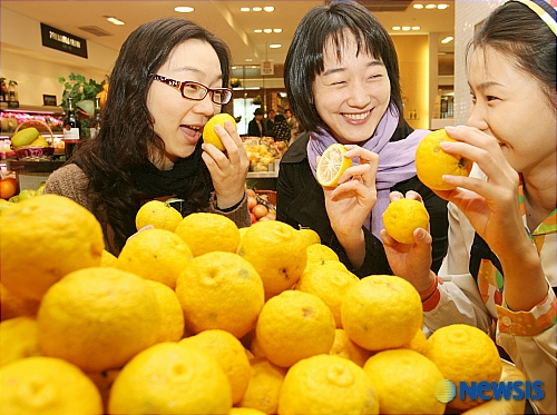 유자 이미지