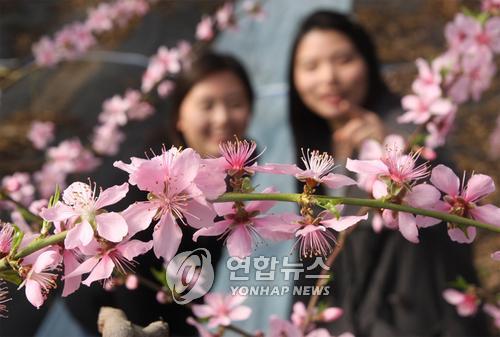 복사꽃 이미지
