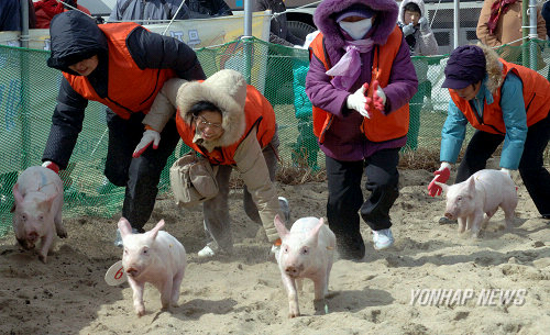 돼지야 이미지