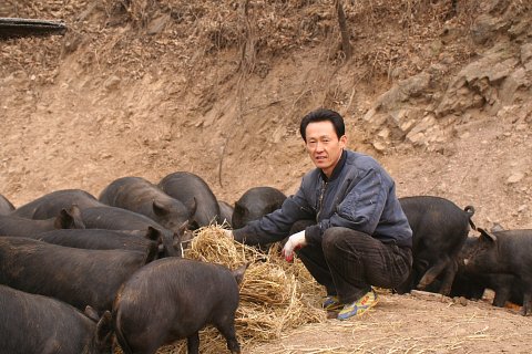 돼지통신 이미지