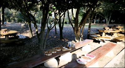 산다화 이미지