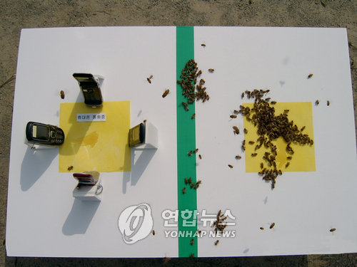 꿀벌 이미지