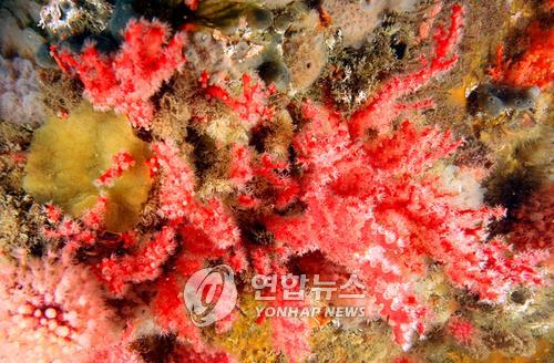 산호자원 이미지