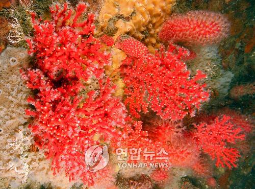 산호자원 이미지
