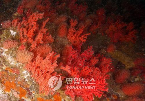 산호자원 이미지