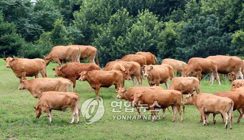 한우가최고야 이미지