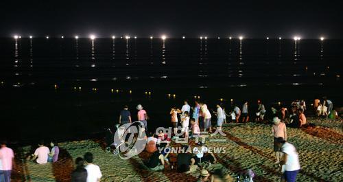경포배오징어 이미지