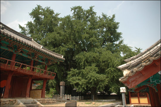 법인청도숲 이미지