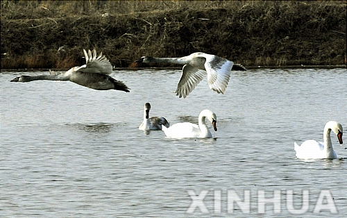 백조 이미지