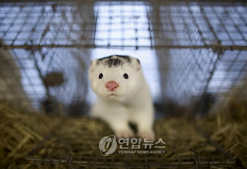 밍크 이미지