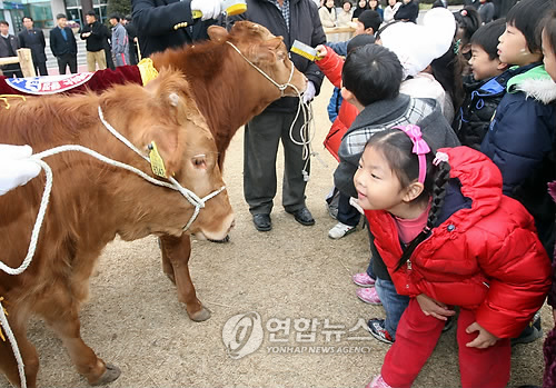음매 이미지