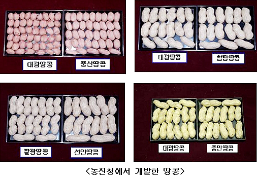 충남땅콩 이미지