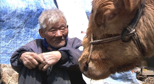 워낭소리 이미지