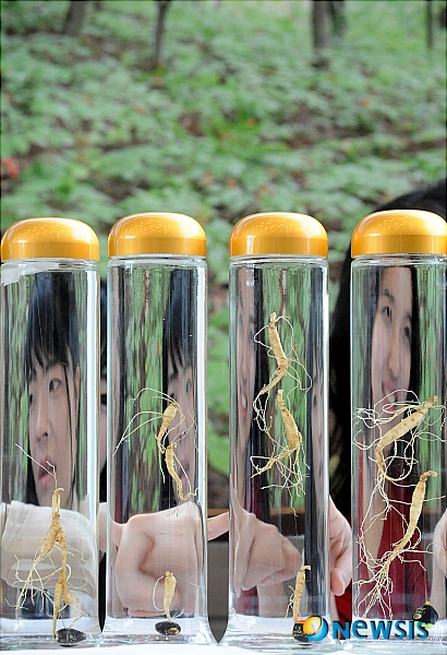 한국명품산삼 이미지