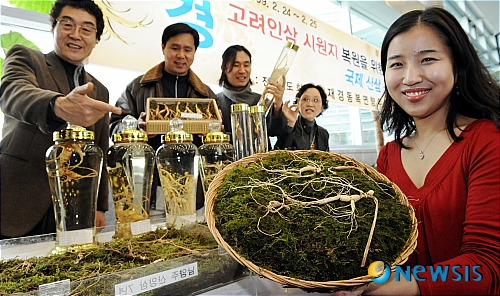 한국명품산삼 이미지