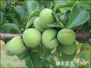 매실 이미지