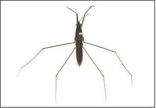 소금쟁이 이미지