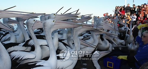 디앤트 이미지
