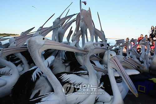 디앤트 이미지