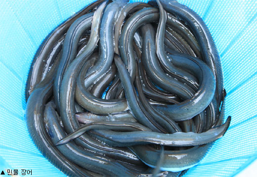 바다돌장어구이 이미지