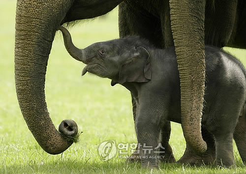 아기코끼리 이미지