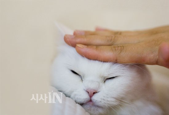 돼지발 이미지