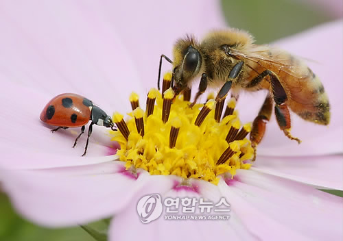 꿀벌유통 이미지