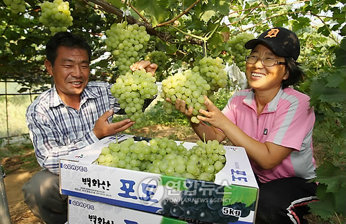 포도송이 이미지