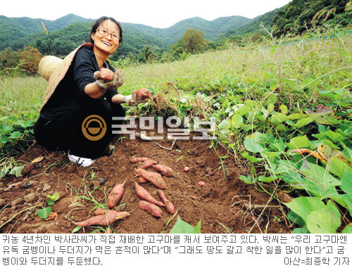 충남땅콩 이미지