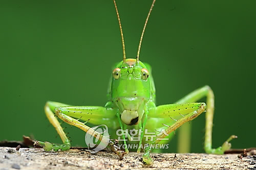 한국음향 이미지