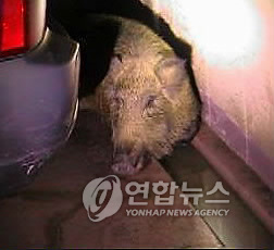 용인소방서(119구조대) 이미지