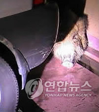 용인소방서(119구조대) 이미지